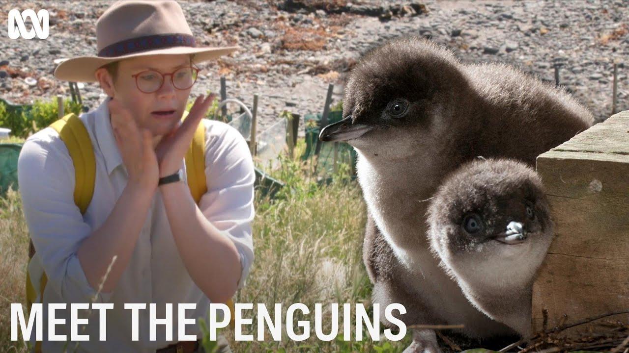 Meet the Penguins Trailer