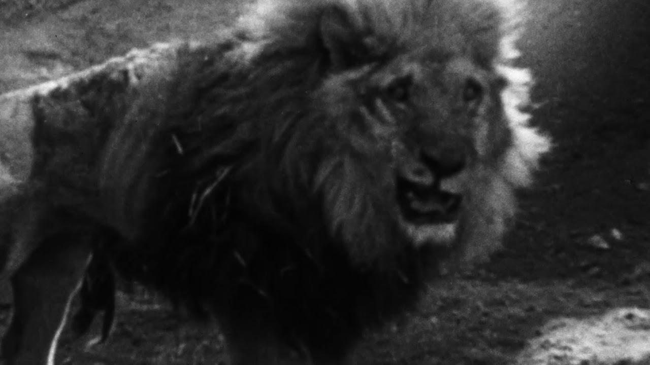 Of Animals and Men Trailer