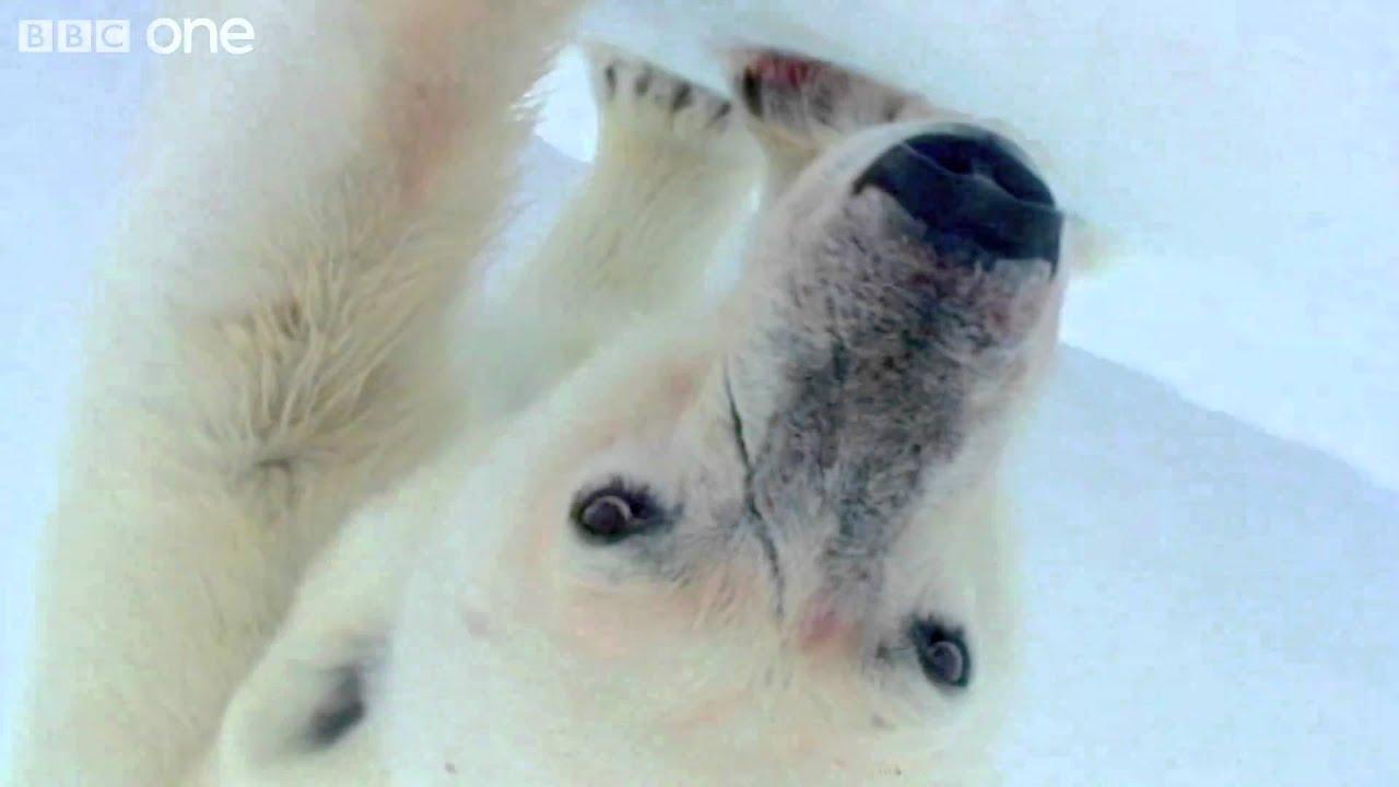 Polar Bear: Spy on the Ice Trailer