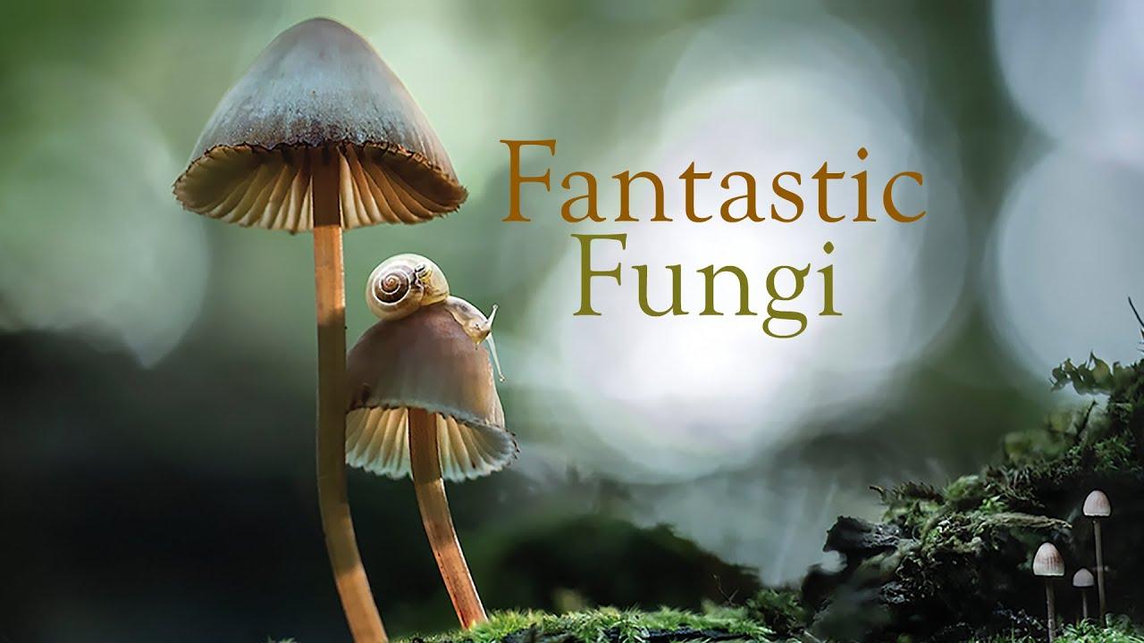 Fantastic Fungi Trailer