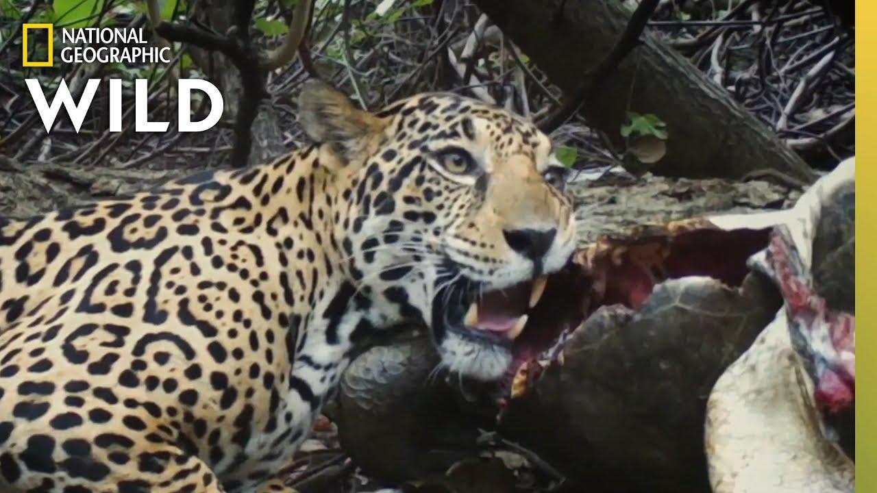 Jaguar Beach Battle Trailer