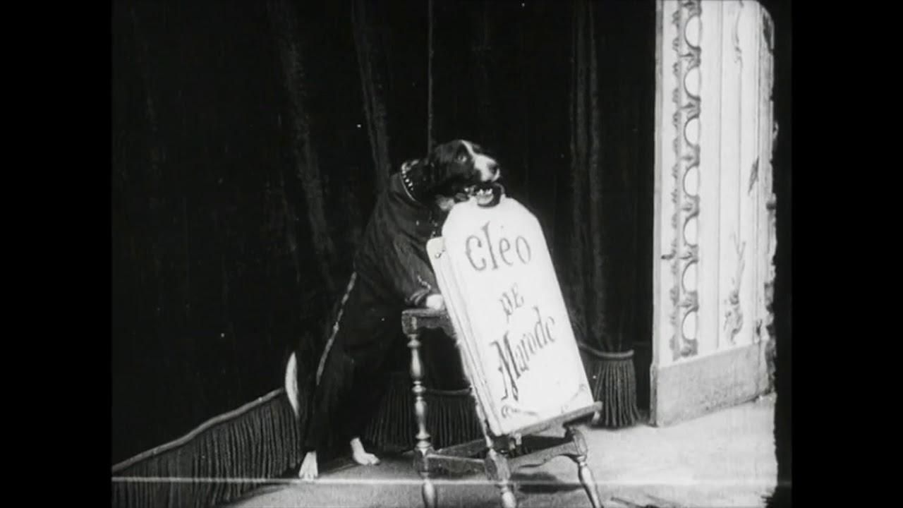 The Erudite Dogs Trailer