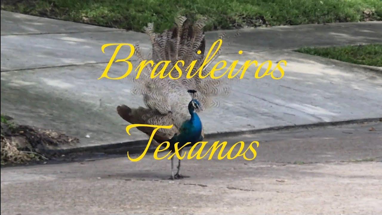 Brasileiros Texanos Trailer