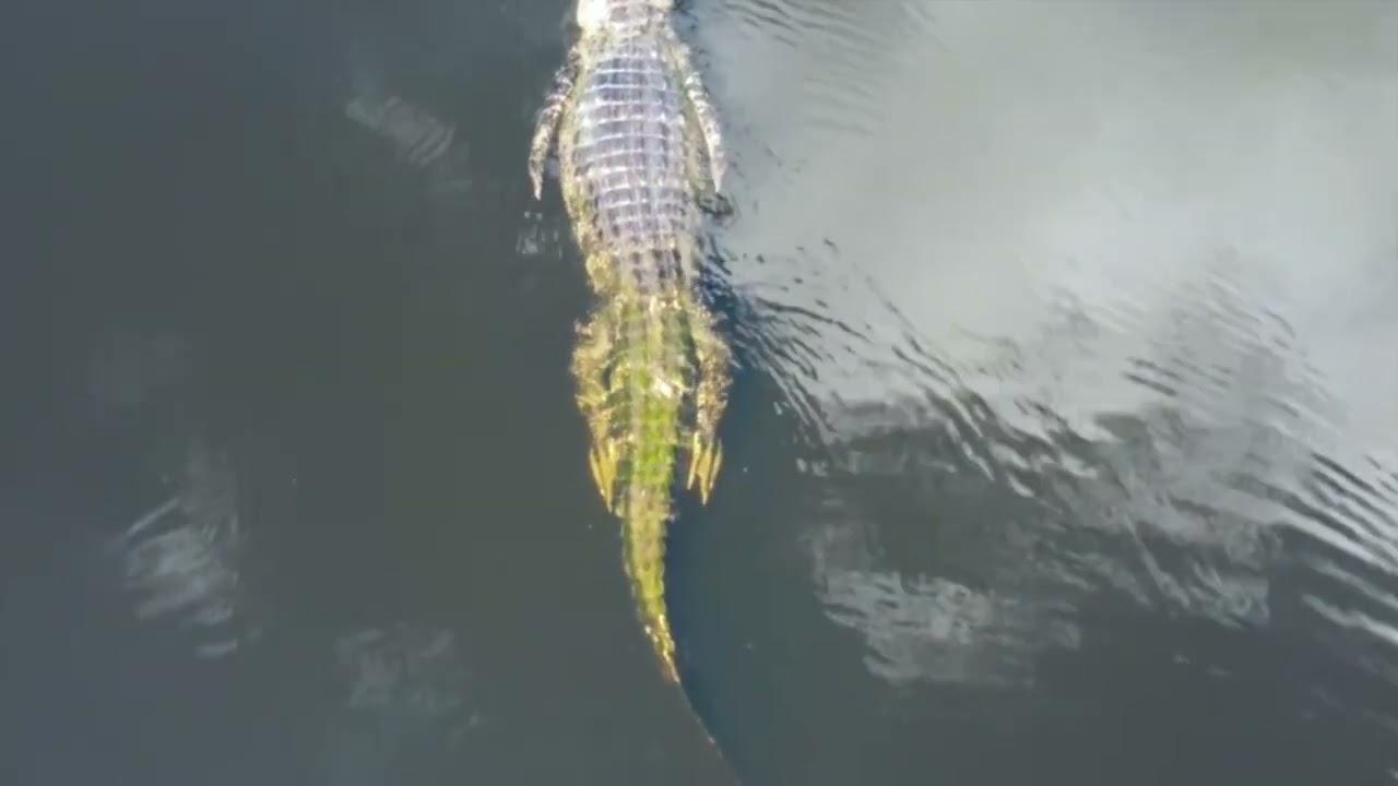 River Beauty Trailer
