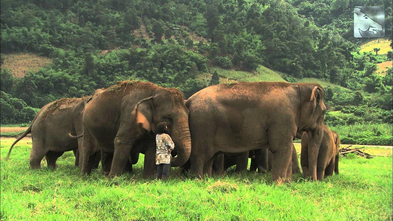 Elephant Whisperer Trailer