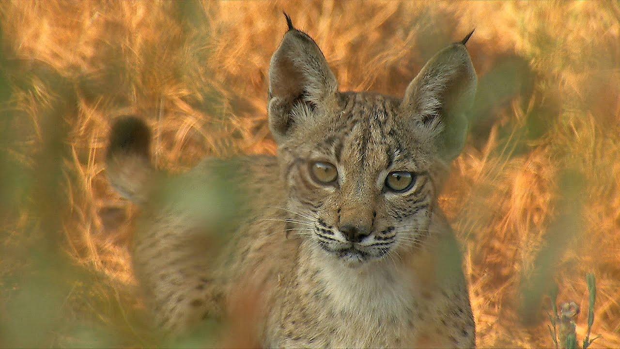 WildMed The Last Mediterranean Forest Trailer