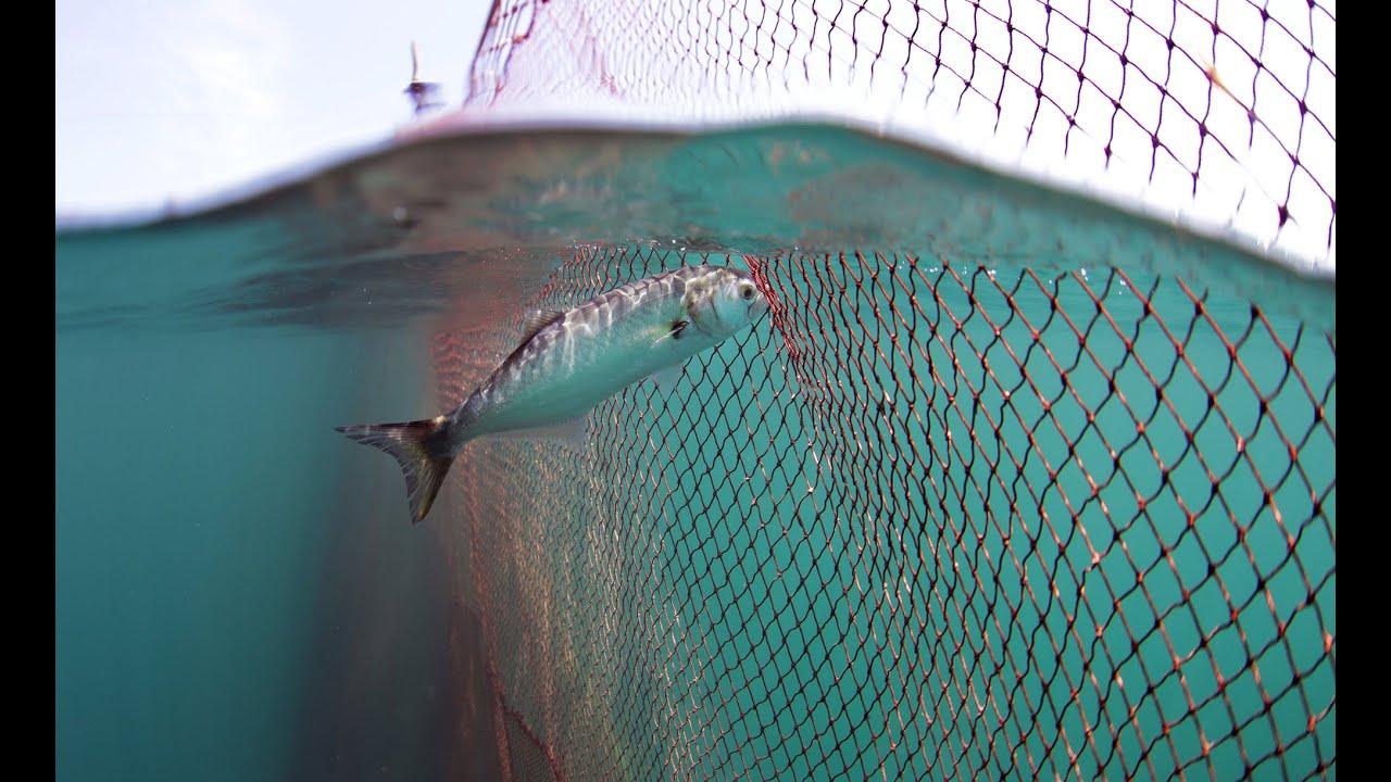 Bluefish Trailer