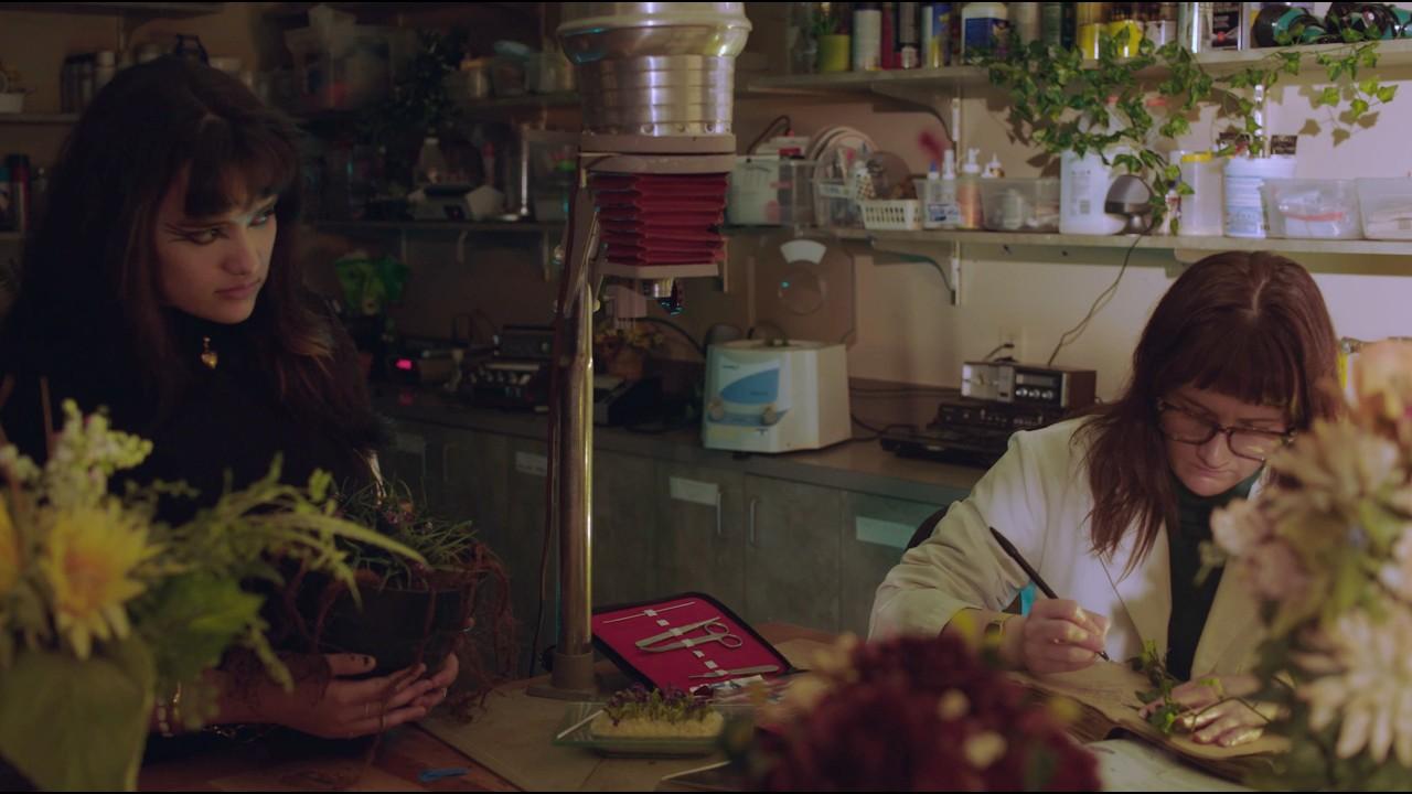 When A Doveweed Blooms Trailer
