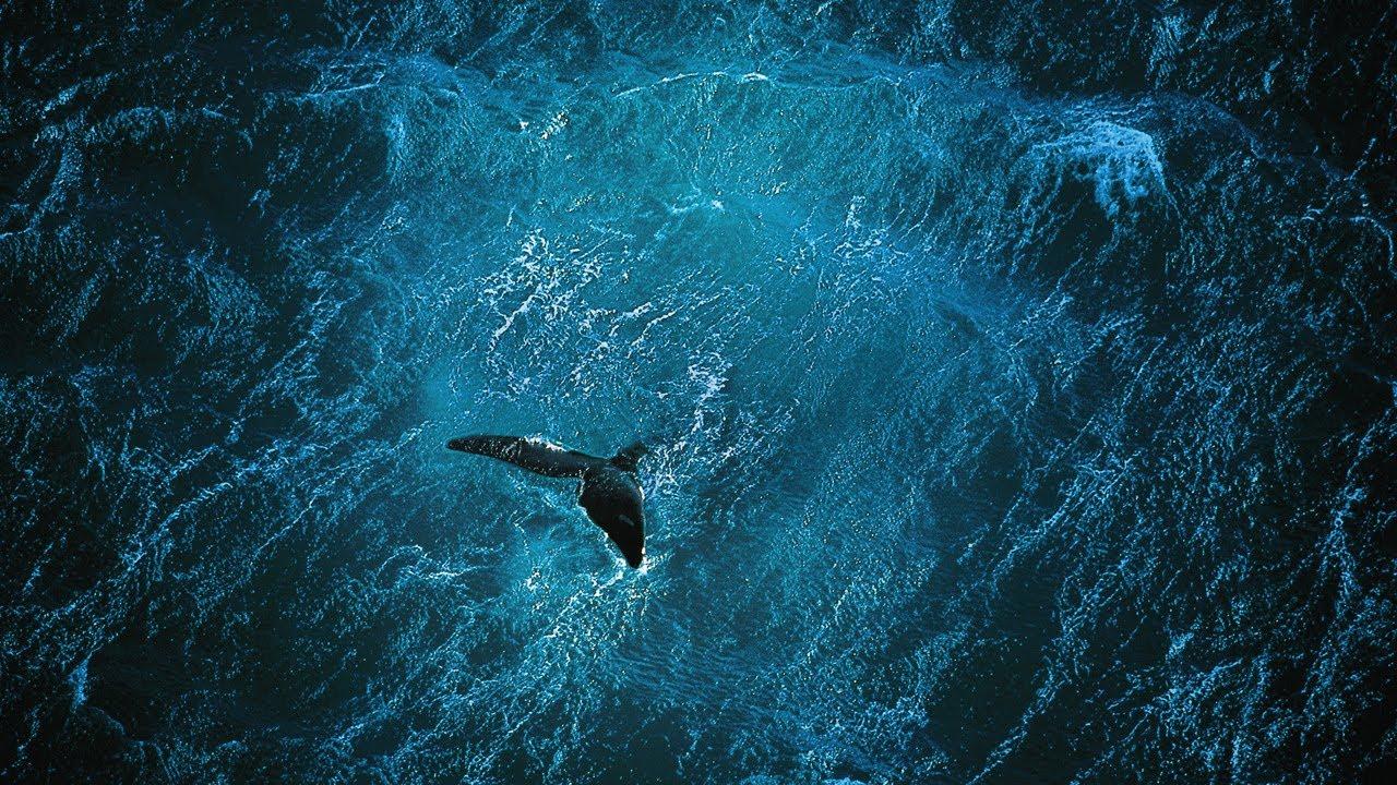 Planet Ocean Trailer
