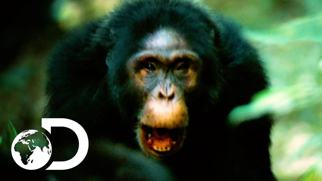 Rise of the Warrior Apes Trailer