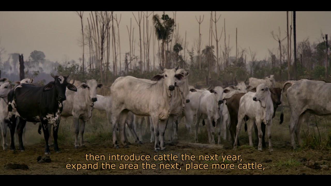 Grazing the Amazon Trailer