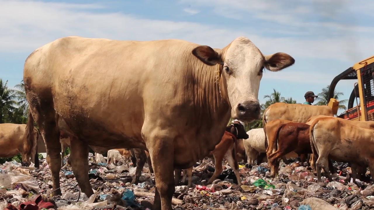 Diary of Cattle Trailer