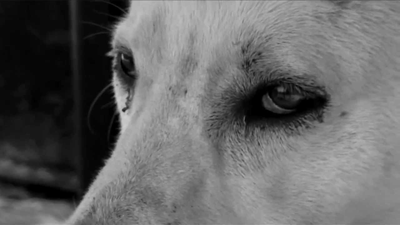 Tapetum Lucidum Trailer