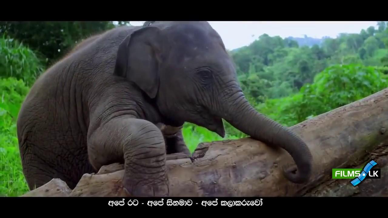 Ali Kathawa Trailer