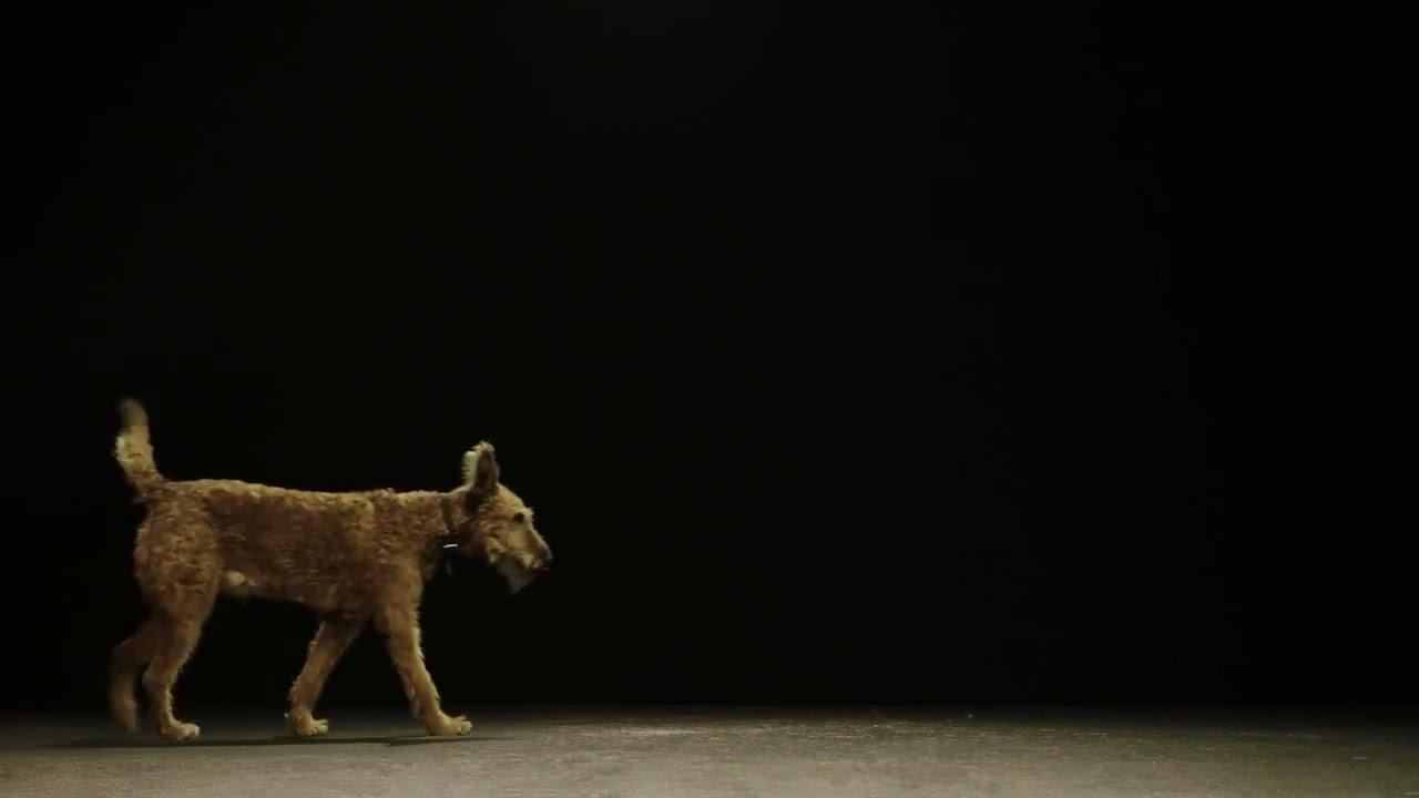 Dogs and Us: The Secret of a Friendship Trailer