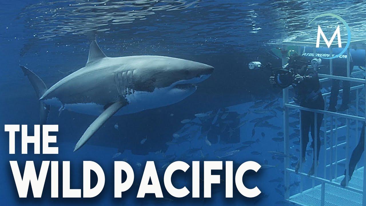 The Wild Pacific Trailer