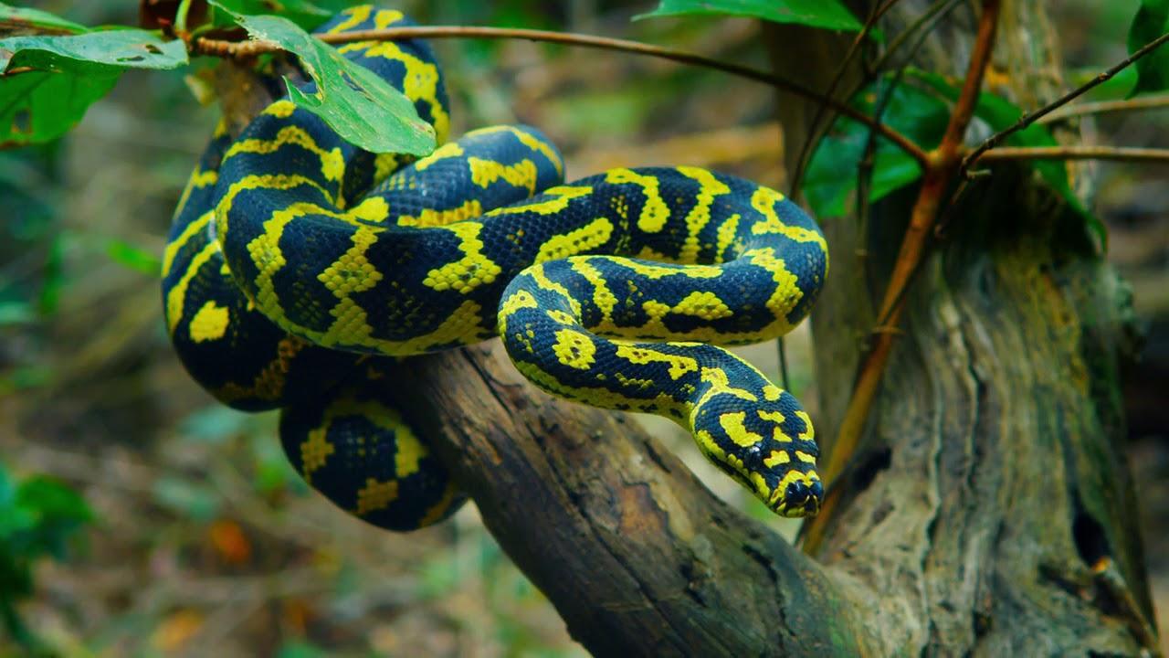 Australia: The Wild Top End Trailer