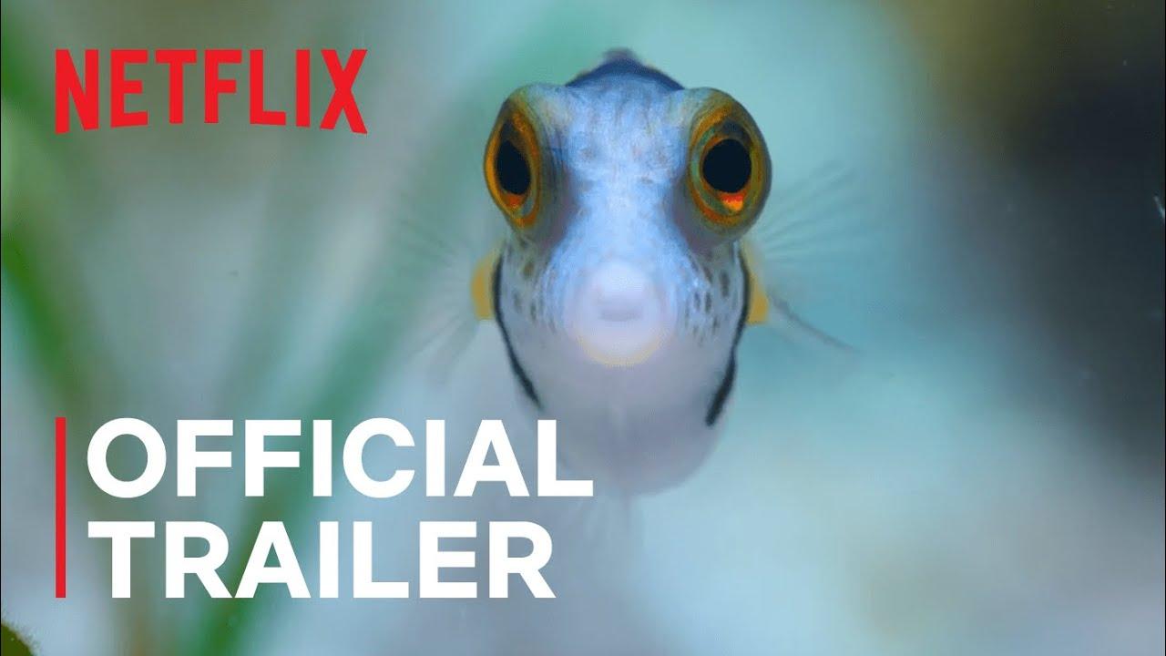 Puff: Wonders of the Reef Trailer