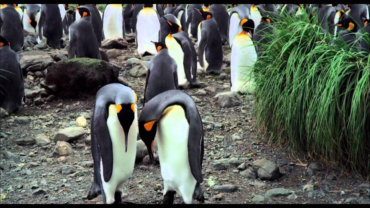 The Penguin King Trailer