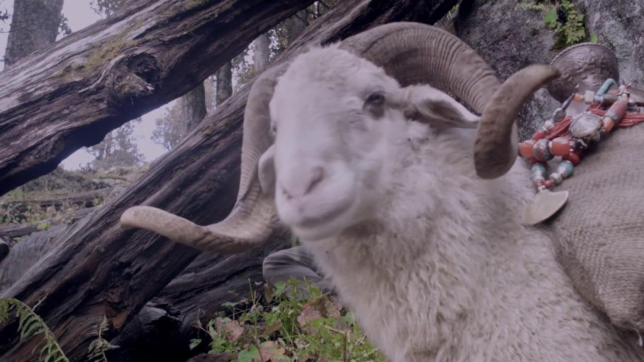 The Gold-Laden Sheep and The Sacred Mountain Trailer