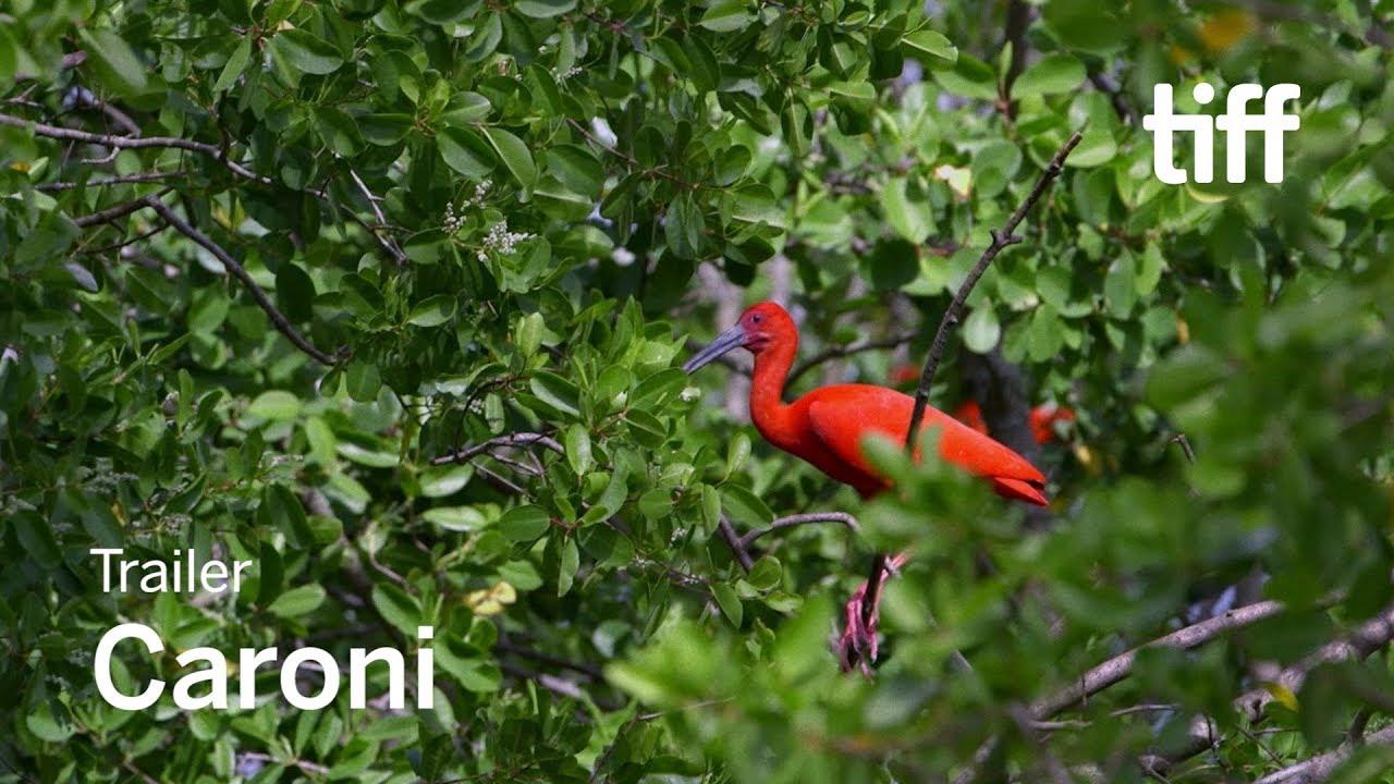 Caroni Trailer