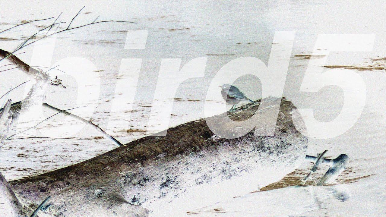 bird5.mp4 Trailer
