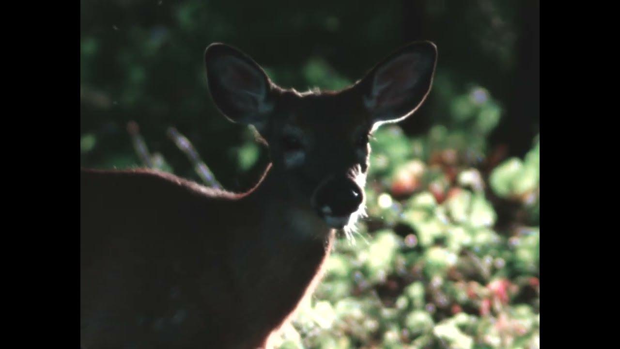 Autumn Evening Trailer