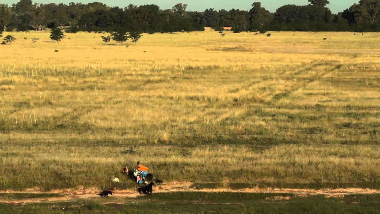 Dog Lady Trailer
