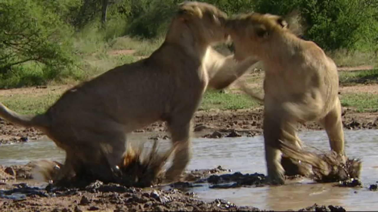 Big Cat Challenge Trailer