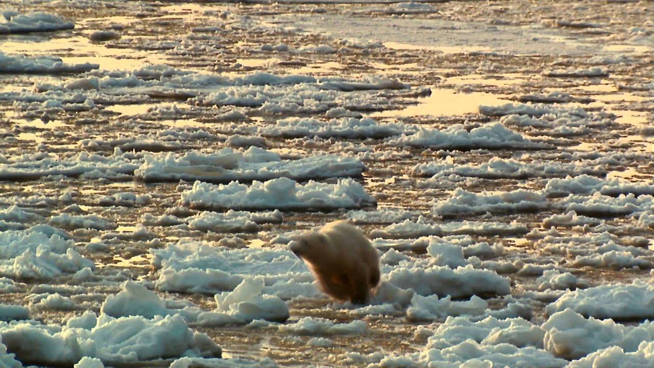 Arctic Tale Trailer