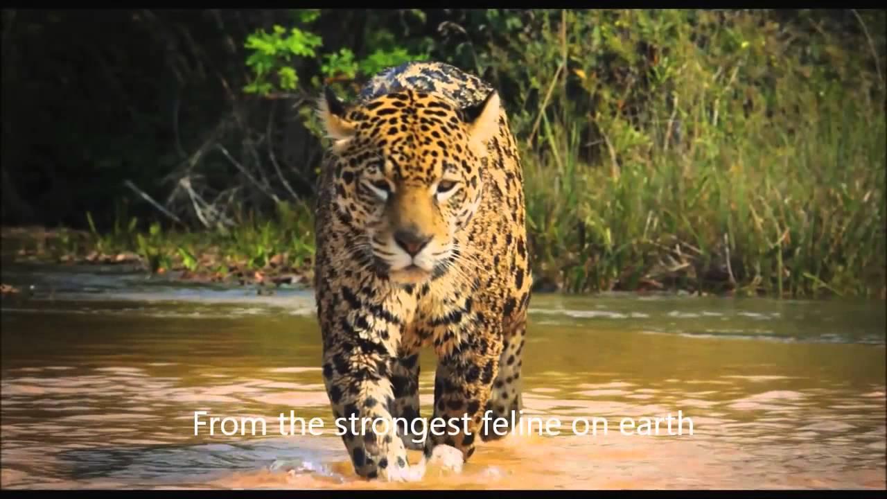 Colombia: Wild Magic Trailer
