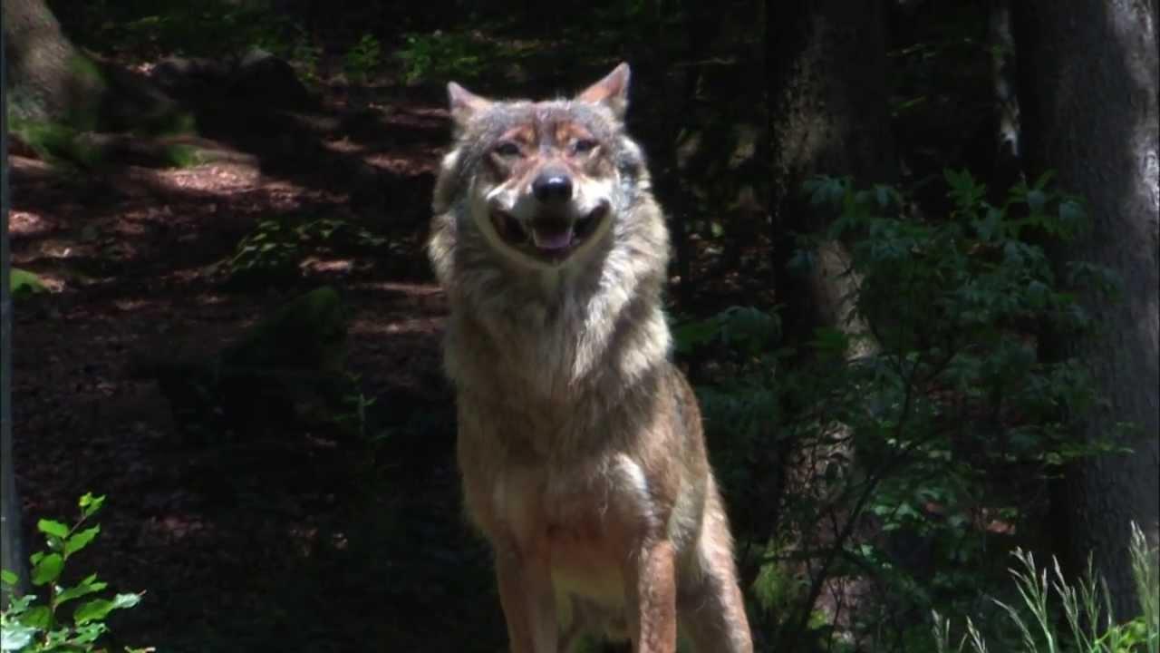 Wild Works Trailer