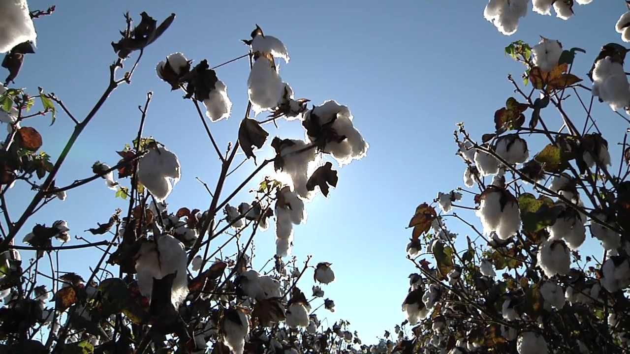 Voices of the Lumbee Trailer