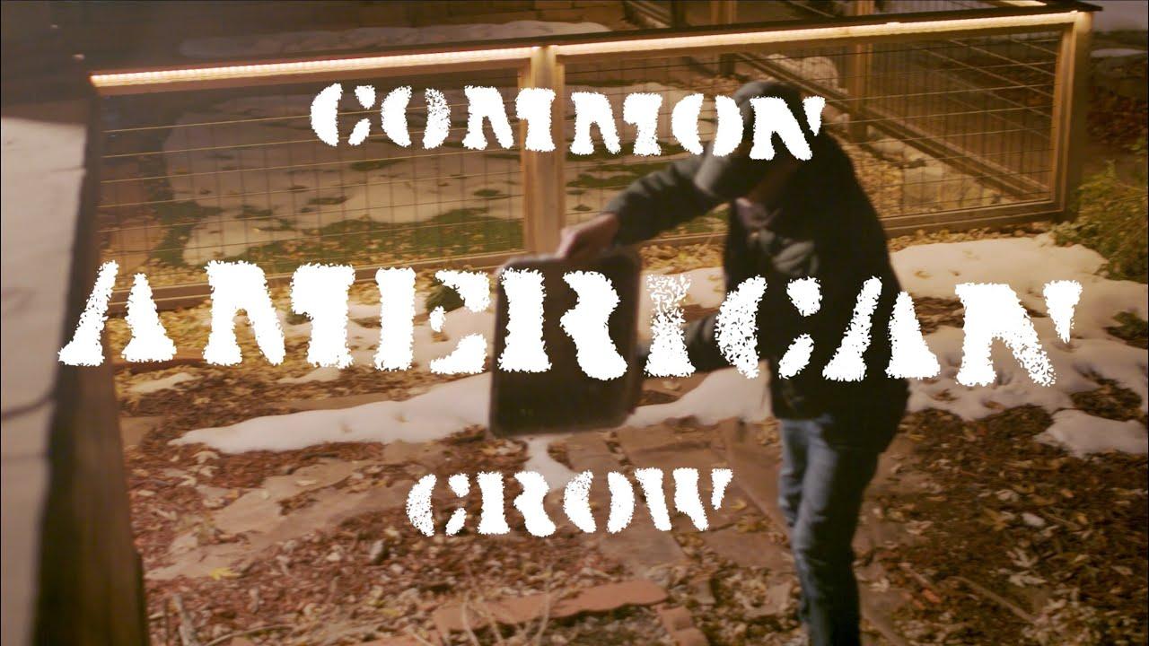Common American Crow Trailer