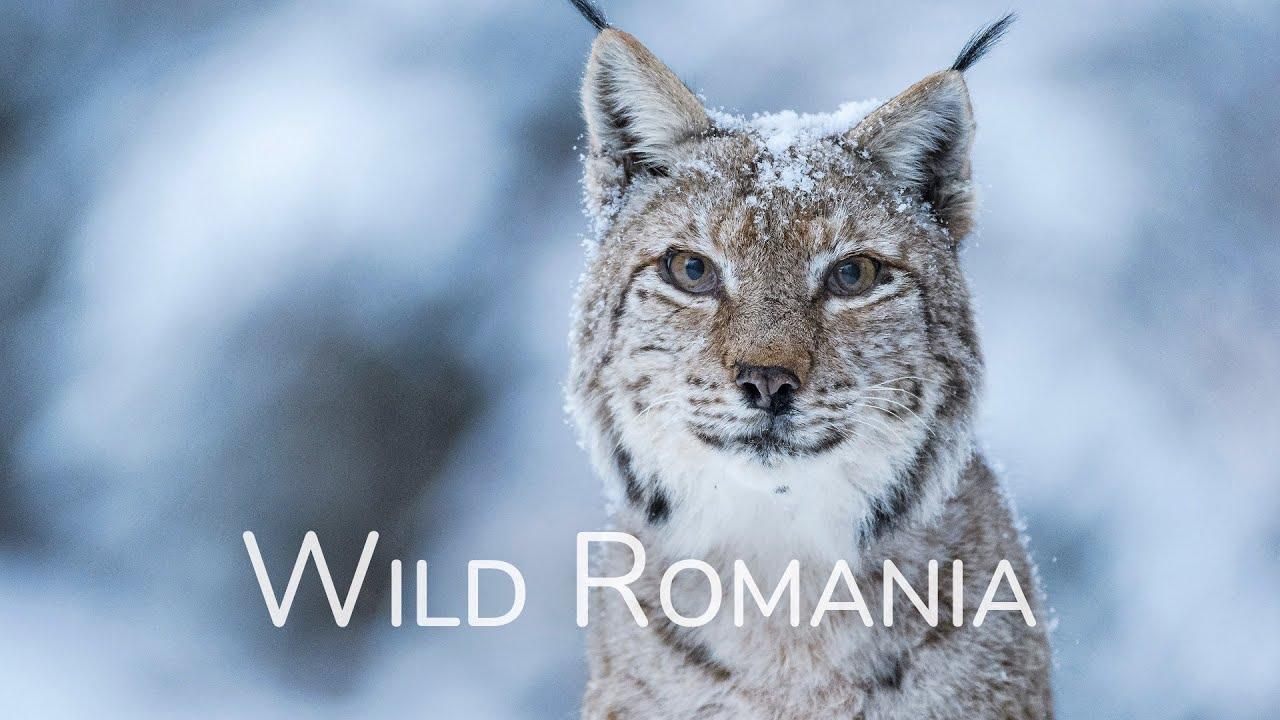 Wild Romania Trailer