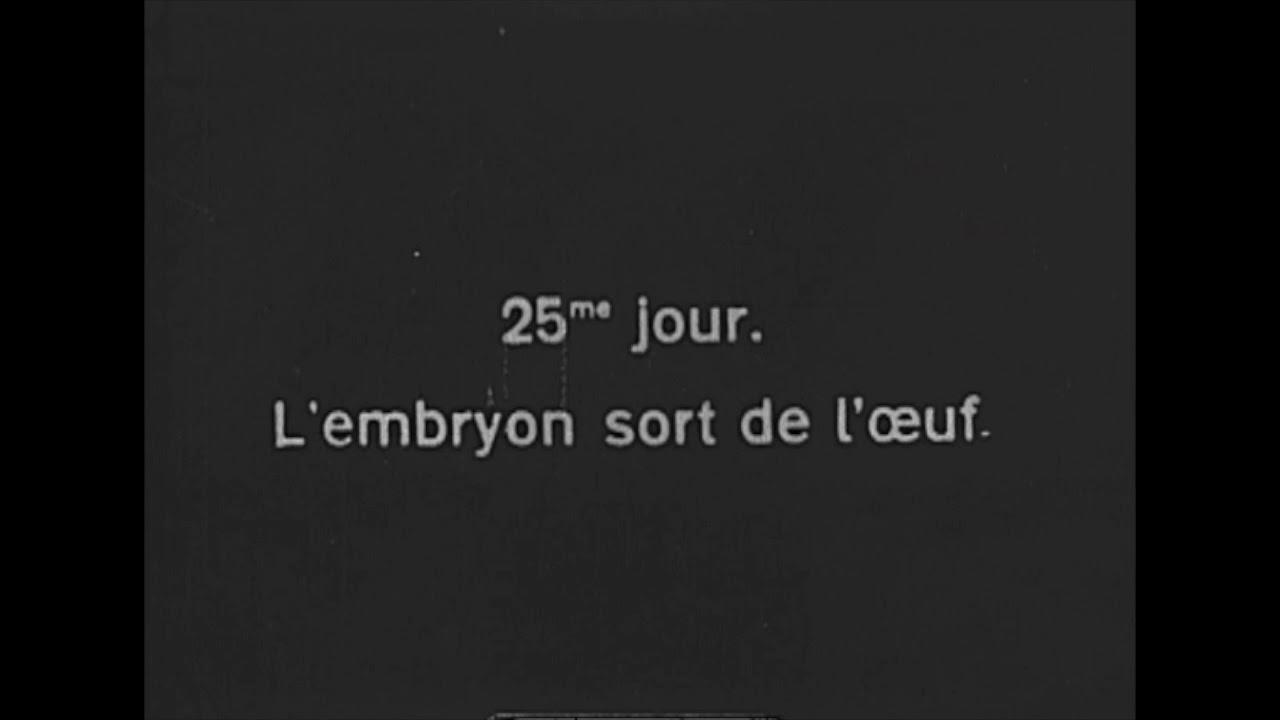 La grenouille Trailer