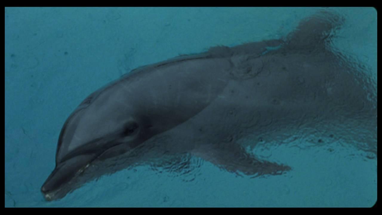 Dolphin Blue: Soar Again, Fuji Trailer
