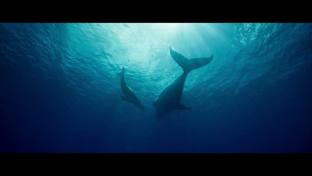 Whale Nation Trailer