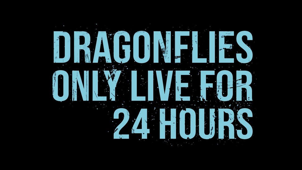 Dragonfiles Only Live for 24 Hours Trailer