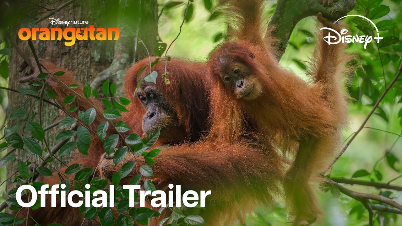 Orangutan Trailer
