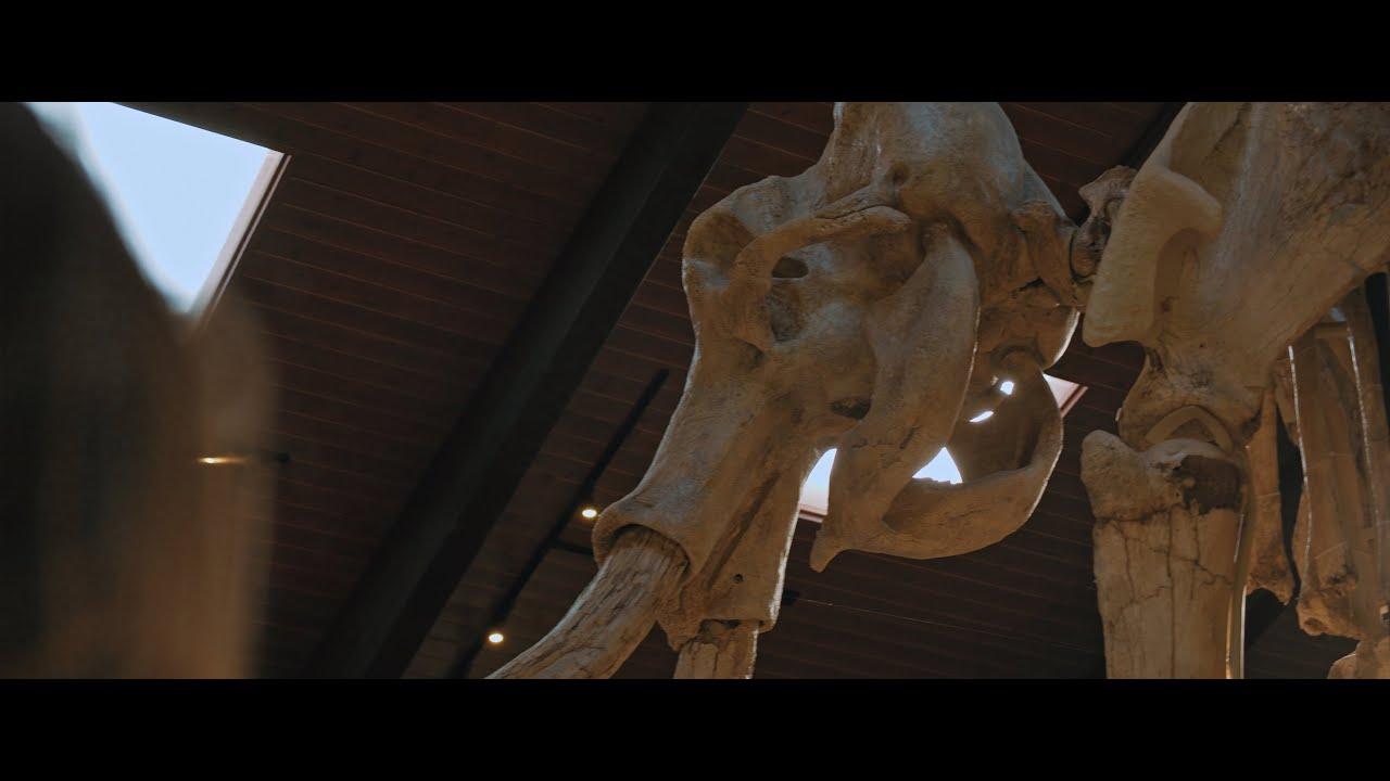 A Young Owl Trailer