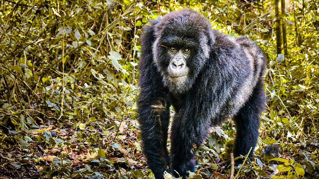 Gorilla Trailer