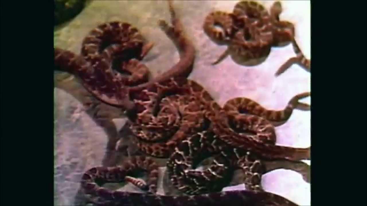 Rattlers Trailer