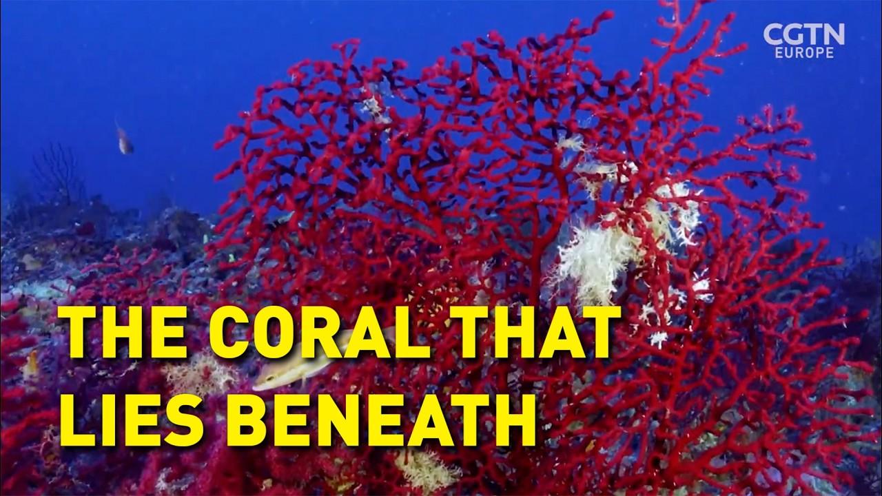 Saving the Hidden Coral of the Mediterranean Trailer