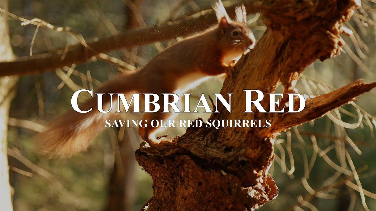 Cumbrian Red: Saving Our Red Squirrels Trailer