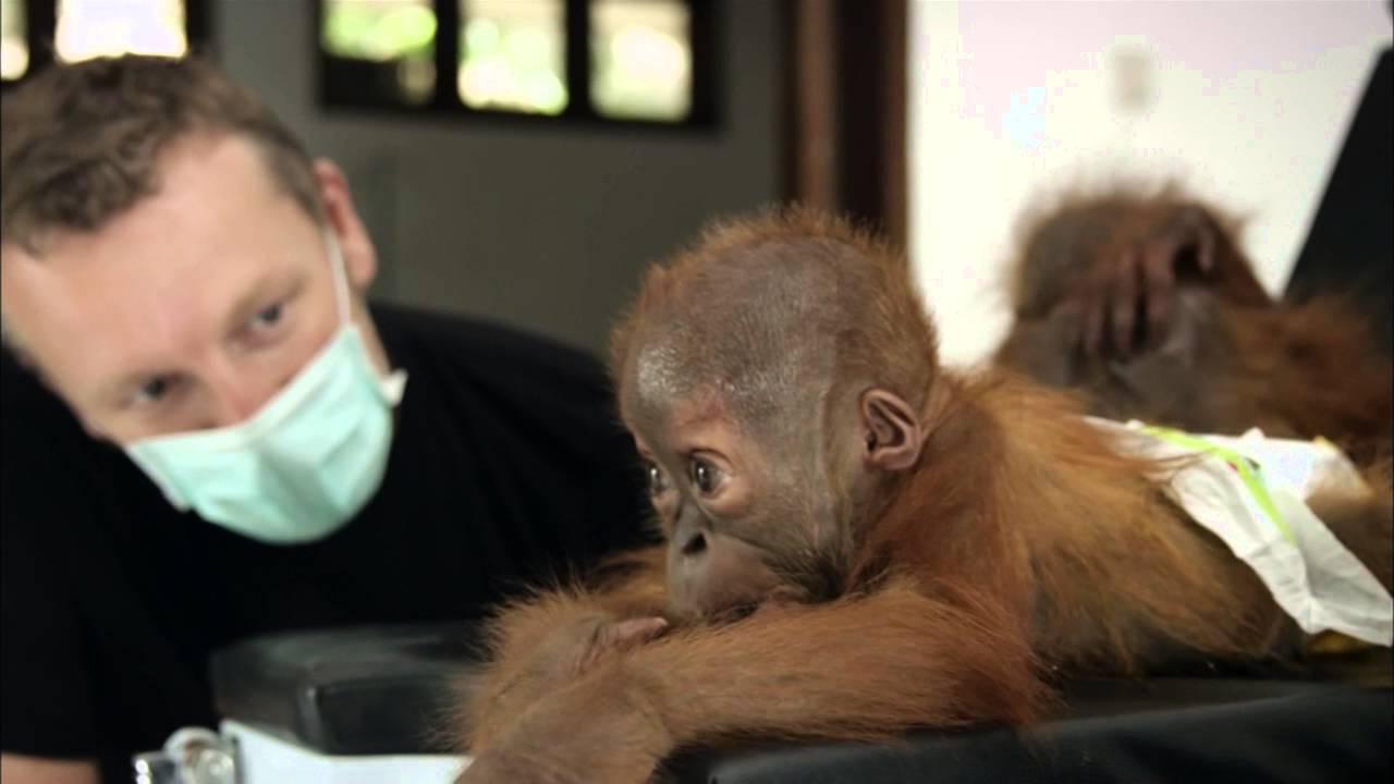 The Last Orangutan Eden Trailer
