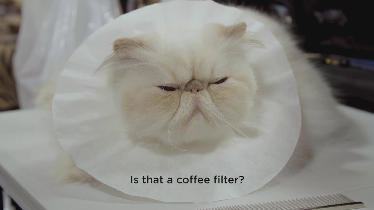 Catwalk: Tales from the Catshow Circuit Trailer