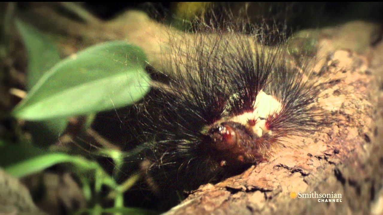 Secret Life of the Rainforest Trailer