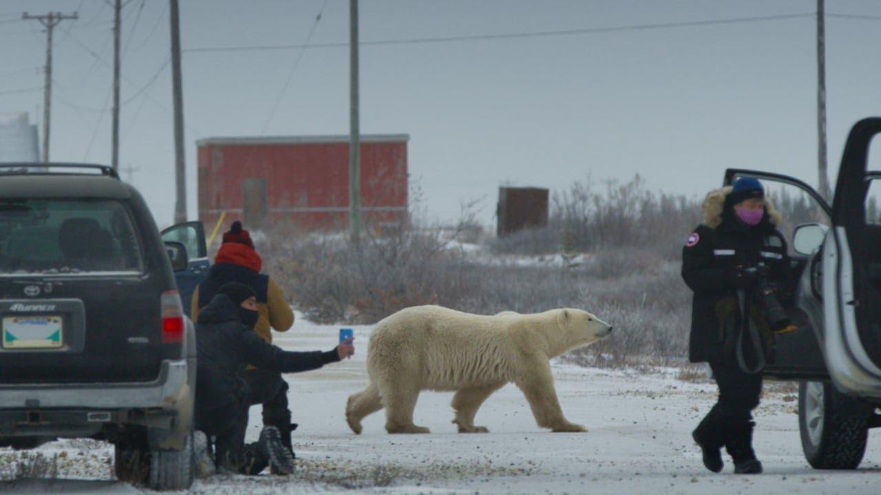 Nuisance Bear Trailer
