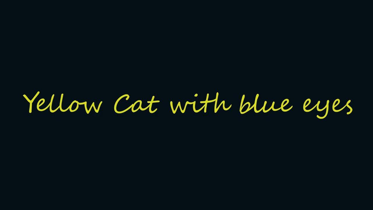 Yellow Cat with Blue Eyes Trailer
